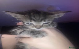 Domestic Shorthair cats for sale: mixed kittens - Image 6