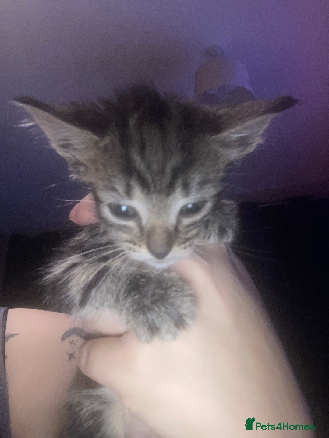 Domestic Shorthair cats for sale: mixed kittens - Image 6