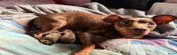 Mixed Breed dogs for sale: CROSSBREED FRENCH-PIN PUPPY - Advert 2