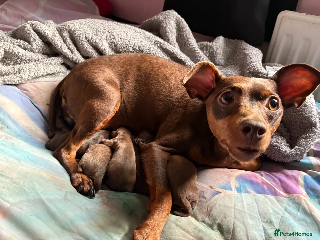 Mixed Breed dogs for sale: CROSSBREED FRENCH-PIN PUPPY - Advert 2