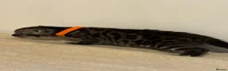 Bengal cats for sale: Pedigree Tica Bengal Kittens - Advert 7