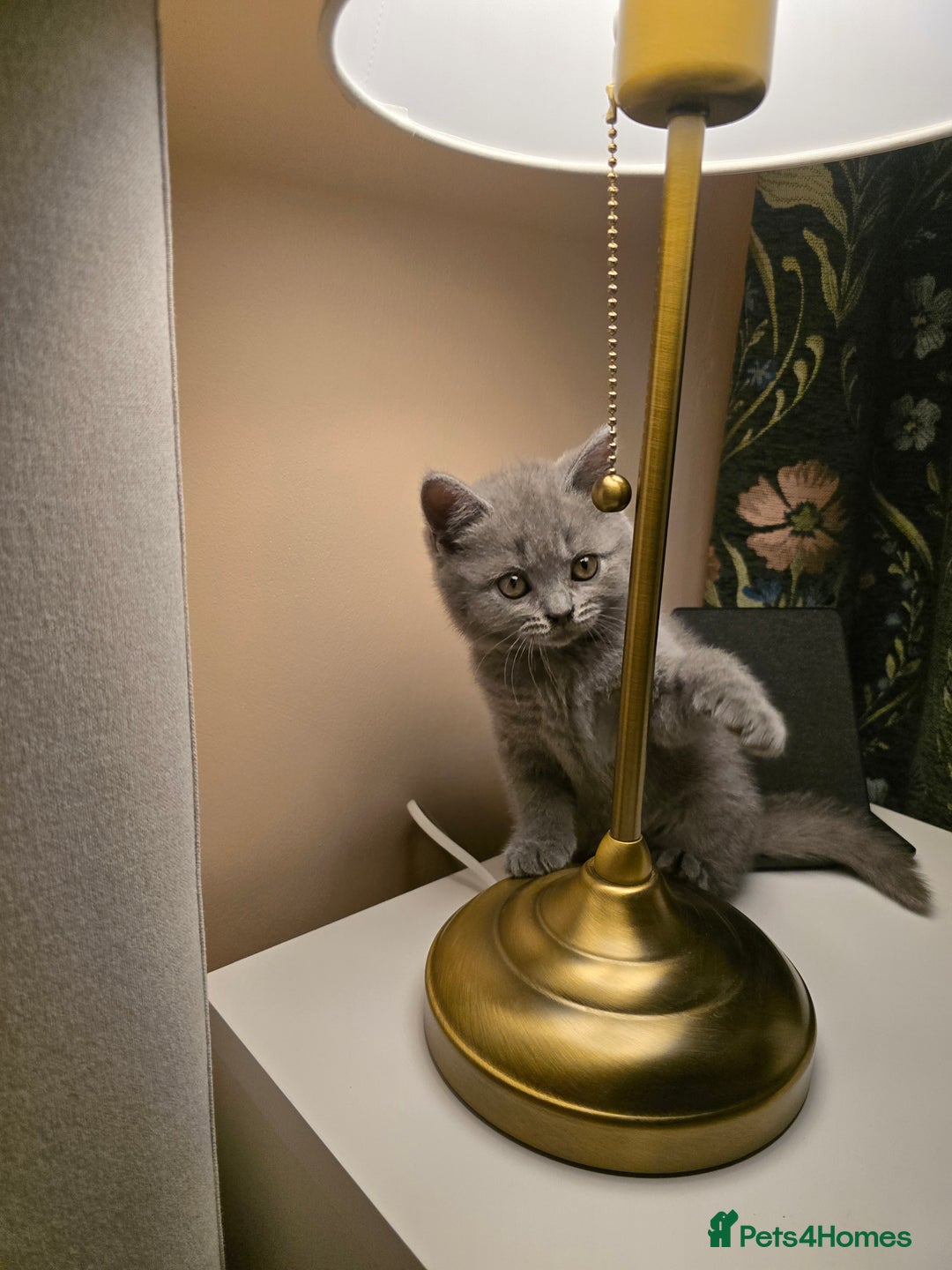 British Shorthair cats for sale: British shorthair  - Image 15
