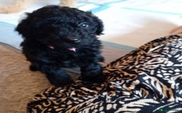 Cockapoo dogs for sale: Gorgeous F1B cockapoo  - Advert 18