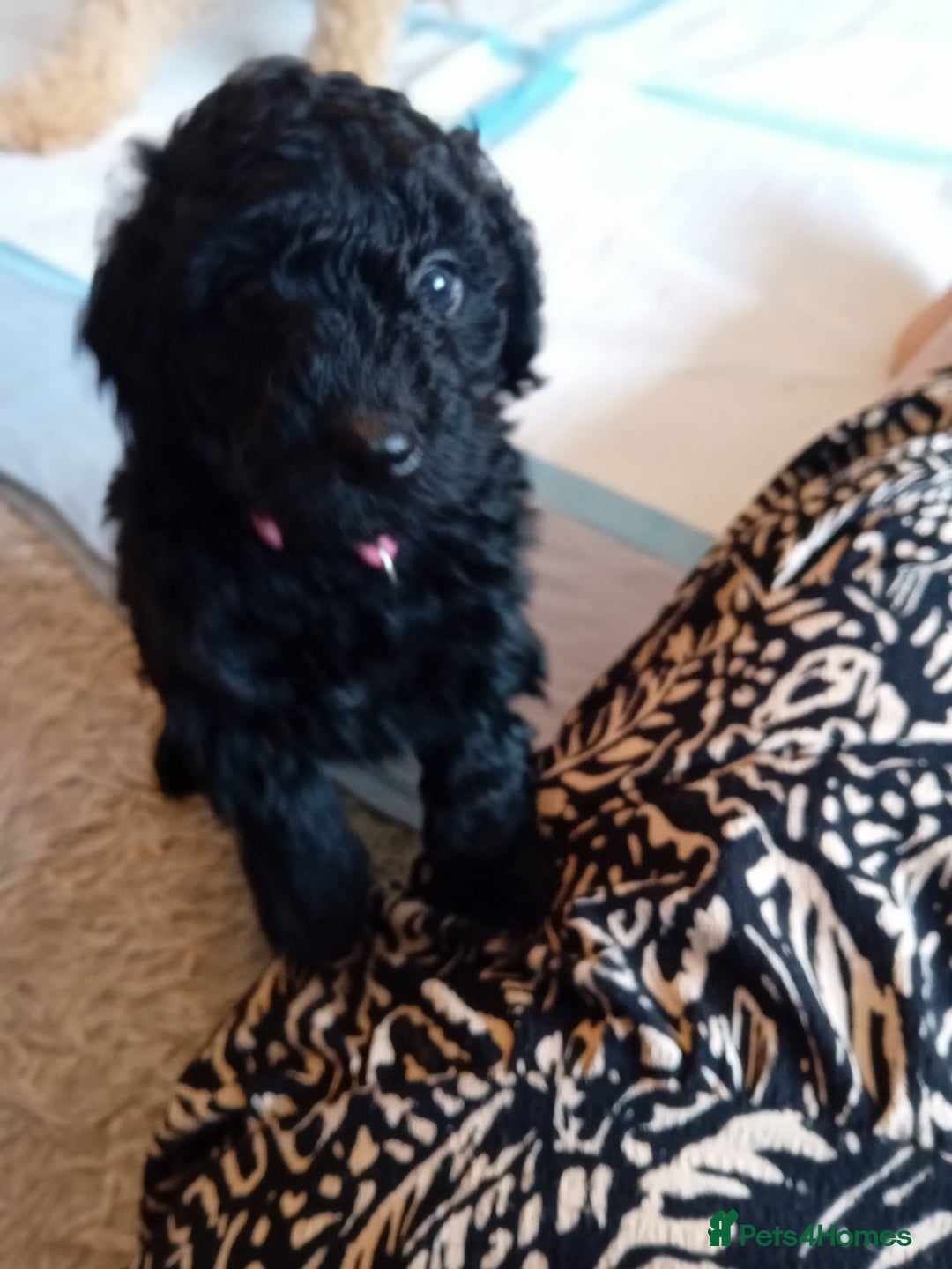 Cockapoo dogs for sale: Gorgeous F1B cockapoo  - Advert 18