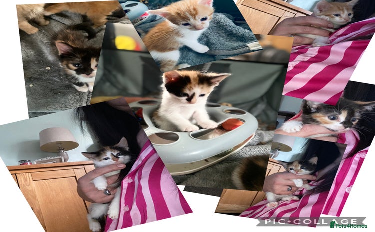 Mixed Breed cats - Advert 3