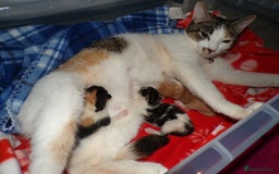 Mixed Breed cats for sale: 3 Adorable Kittens – 2 Girls & 1 Boy - Image 1