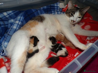 Mixed Breed cats for sale - Advert 1
