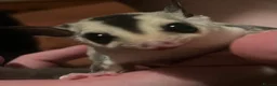 Sugar Glider rodents for sale: 2 males white faces  - Advert 3