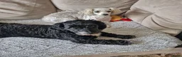 Poochon dogs for sale: Poochon  in Port Talbot - Advert 10