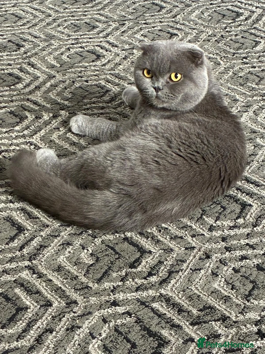 Scottish Fold cats for sale: 2 years old in Bradford - Advert 2