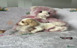 Miniature Dachshund dogs for sale: KC registered longhair Piebald puppies  - Image 3