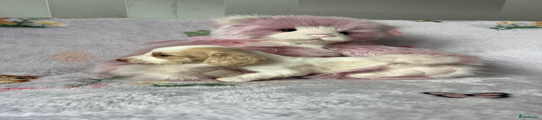 Cream Piebald male 