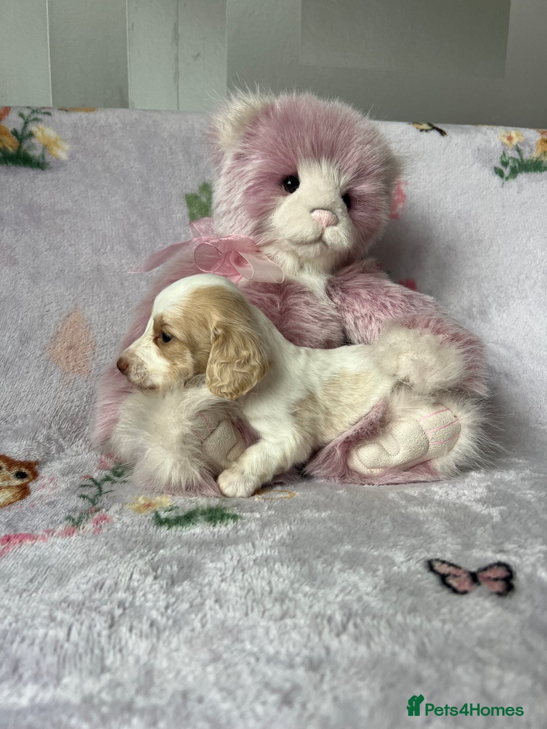 Miniature Dachshund dogs for sale: KC registered longhair Piebald puppies  - Image 3