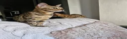 Bengal cats for sale: Bengal kittens, 6 month old in Southsea - Advert 11
