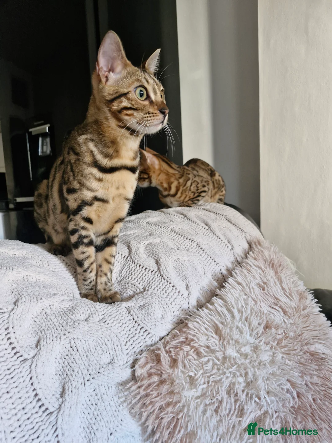 Bengal cats for sale: Bengal kittens, 6 month old in Southsea - Advert 11