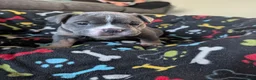 Olde English Bulldogge dogs for sale: Quality Chunky Olde English bulldogge puppies - Advert 20