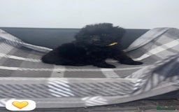 Cockapoo dogs for sale: Beautiful Cockapoo Babies🐶❤️ - Image 2