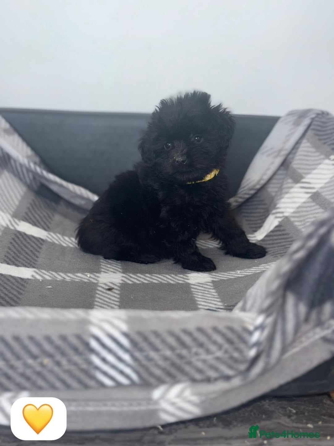 Cockapoo dogs for sale: Beautiful Cockapoo Babies🐶❤️ - Image 2