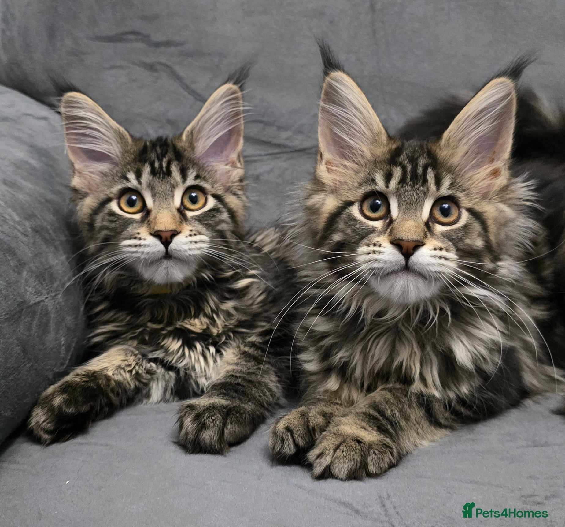 Maine Coon cats Gorgeous Maine Coon Kittens - Advert 1