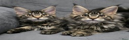 Maine Coon cats for sale: Gorgeous Maine Coon Kittens - Advert 1