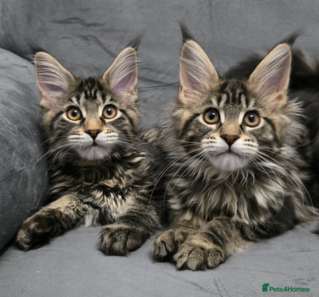 Maine Coon cats for sale: Gorgeous Maine Coon Kittens - Advert 1