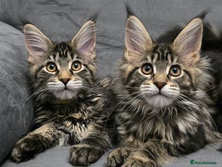 Maine Coon cats Gorgeous Maine Coon Kittens - Advert 1