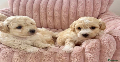 Poochon dogs - Advert 3