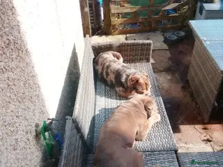 English Bulldog dogs Rolo xx in Crickhowell - Advert 10