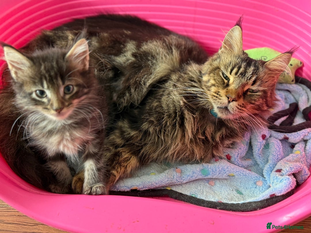 Maine Coon cats for sale: GCCF Genetically Clear Maine Coon Kitten - Image 8