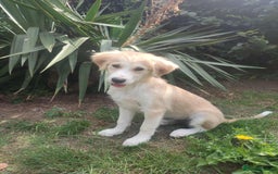 Mixed Breed dogs for adoption: Amazing Merry for adoption  - Image 1