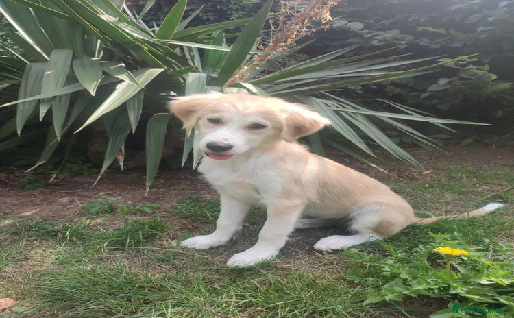 Mixed Breed dogs - Advert 1