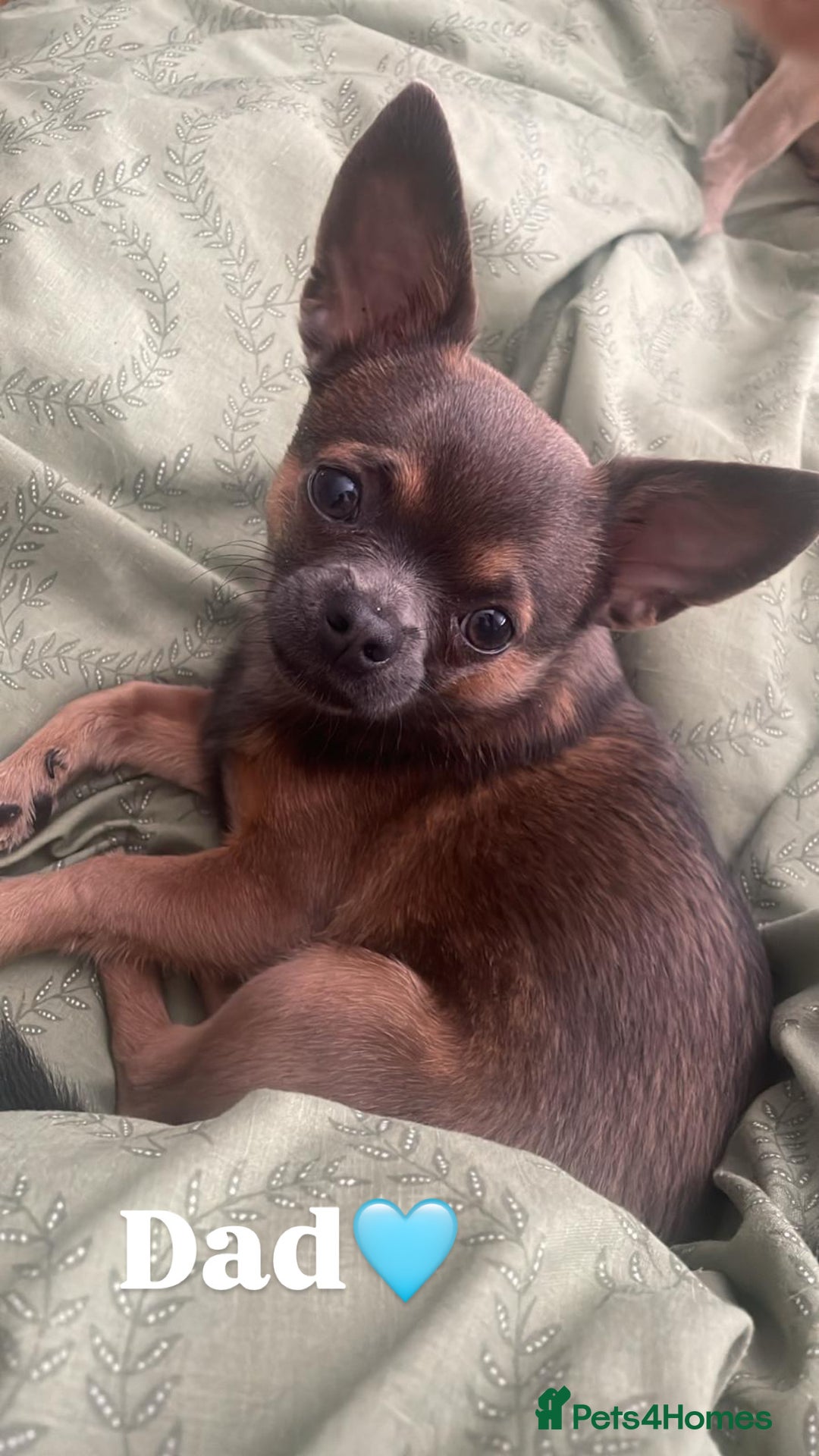 Chihuahua dogs for sale: Cute Chihuahua Pups - Image 12