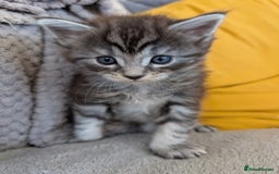 Maine Coon cats for sale: Gorgeous main coon x - Image 3