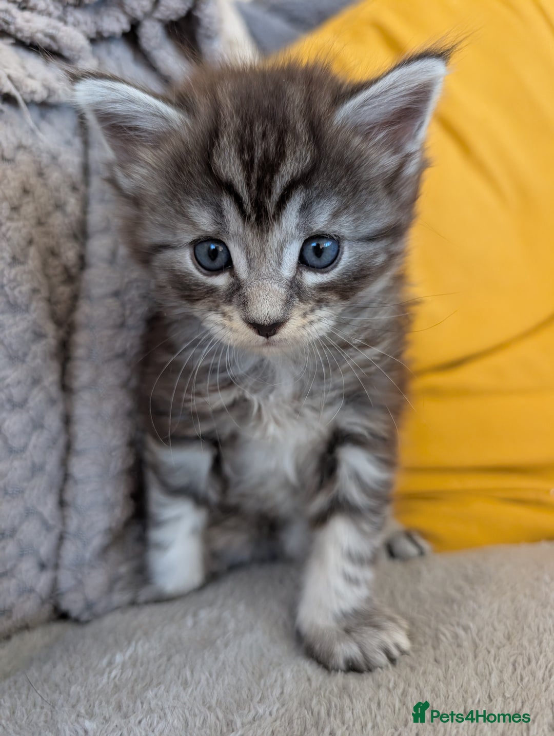 Maine Coon cats for sale: Gorgeous main coon x - Image 3