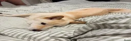 Japanese Shiba Inu dogs for sale: Champion Bloodline Shiba Inu Girl in Edinburgh - Advert 4