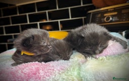 Ragcoon cats for sale: Ragcoon Kittens - Image 1