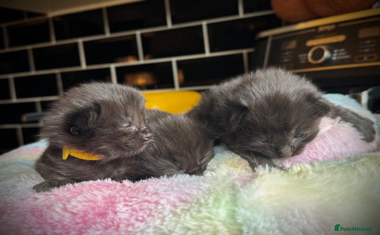 Ragcoon cats - Advert 6