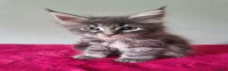 Maine Coon cats for sale: Tica registered Maine coon kittens - Advert 27