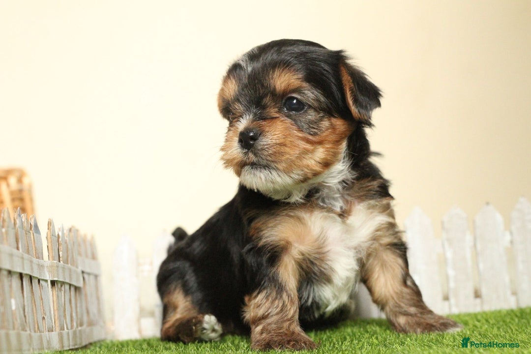 Yorkshire Terrier dogs for sale: Gorgeous Yorkshire puppies  - Image 8