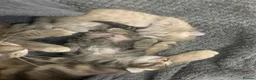 Mixed Breed cats for sale: Beautiful female tabby kittens  - Advert 5
