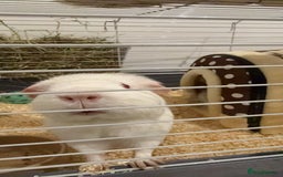 Guinea Pig rodents for sale: Male guinea pig / cheerful and massive foodie - Image 3