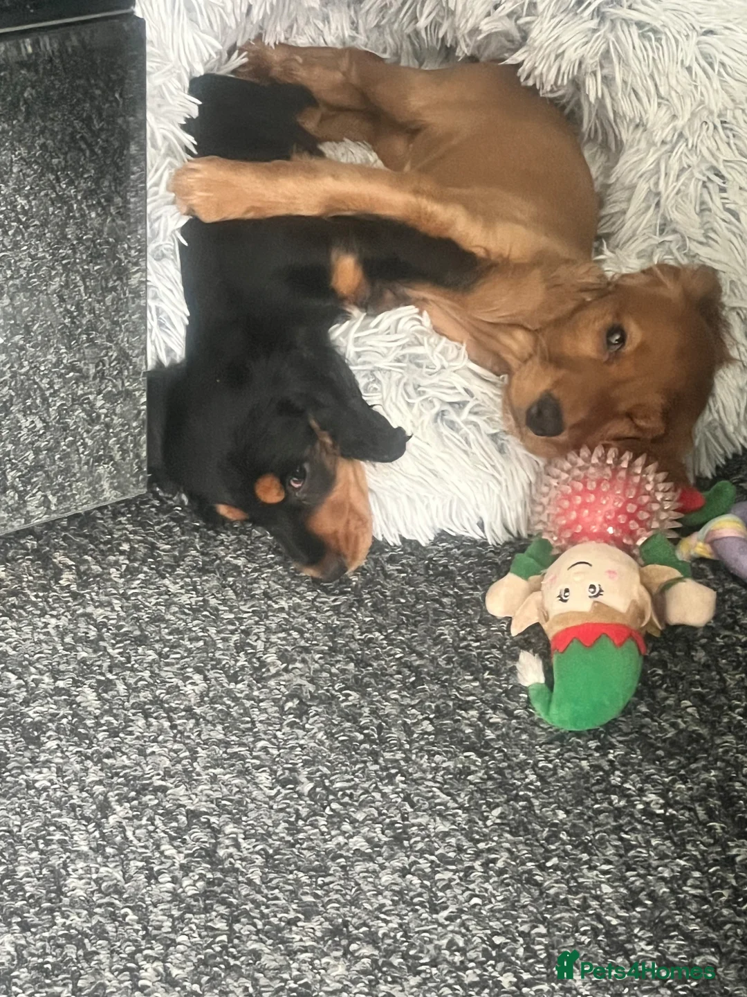 Cocker Spaniel dogs for sale: Gorgeous show cocker spaniel girl 16 weeks  - Advert 2