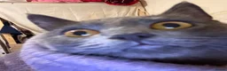 Mixed Breed cats for sale: 1 kitten 2 cats  - Advert 4