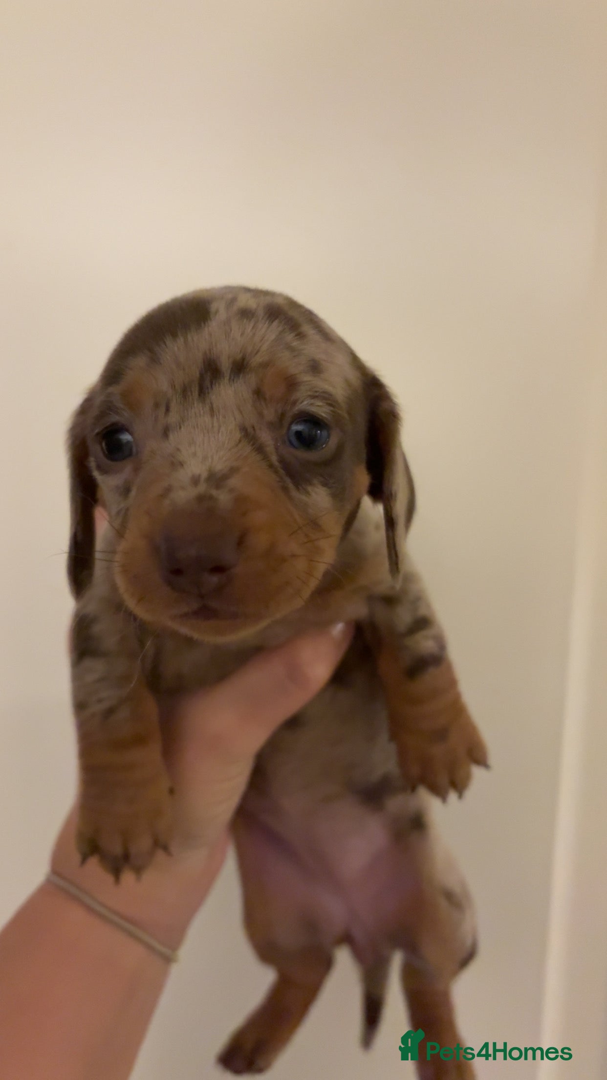 Miniature Dachshund dogs Miniature Dacshund - Advert 2