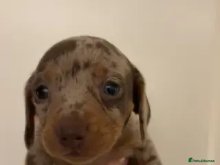 Miniature Dachshund dogs Miniature Dacshund - Advert 1