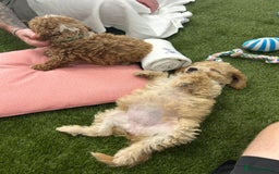 Cockapoo dogs for sale: 🐾STUNNING F1 COCKERPOOS HEALTH TESTED PARENTS 🐾 - Image 12
