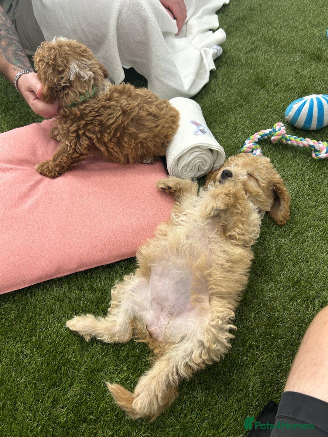 Cockapoo dogs for sale: 🐾STUNNING F1 COCKERPOOS HEALTH TESTED PARENTS 🐾 - Image 12