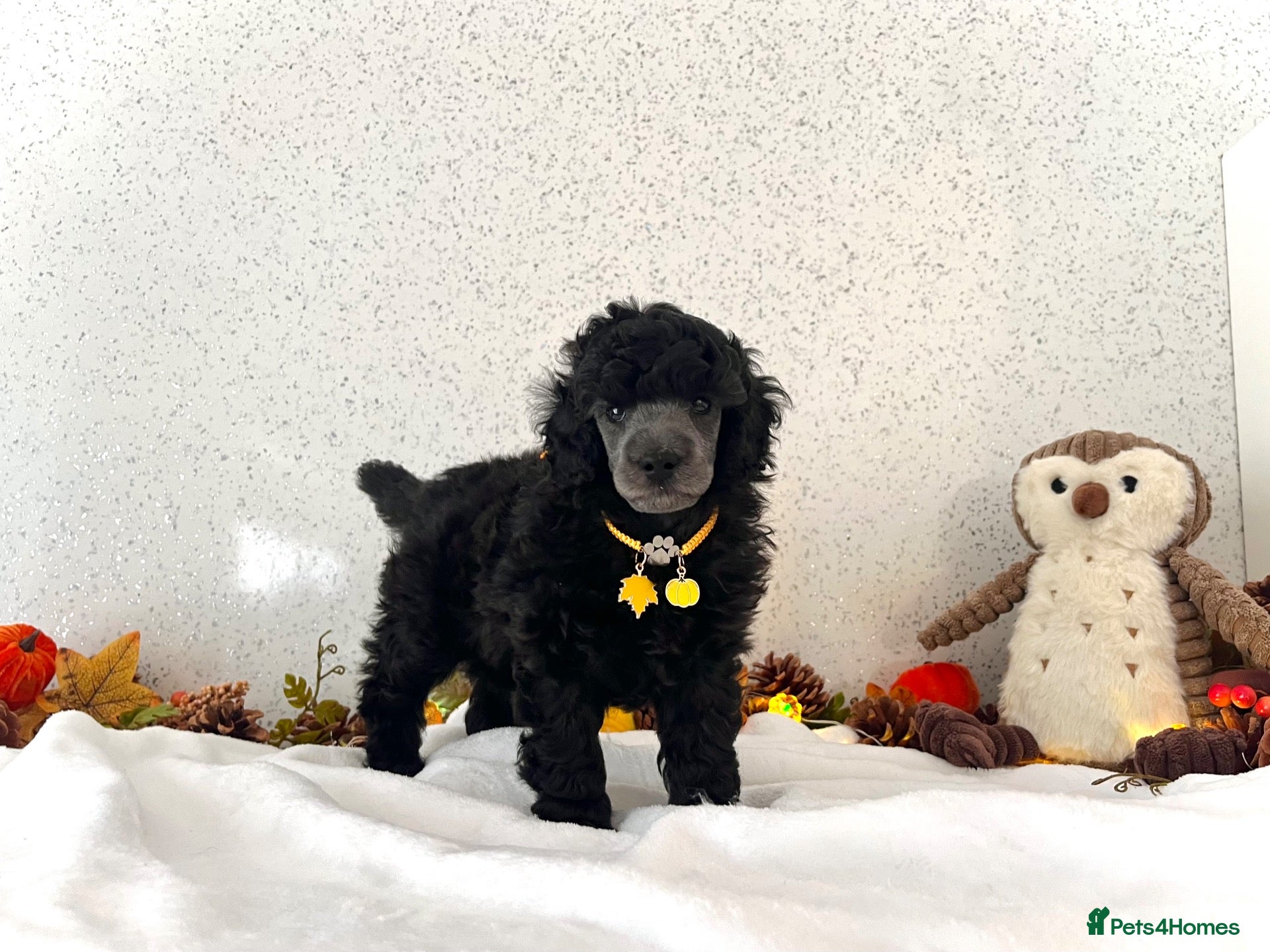 Miniature Poodle dogs 🌟RARE Silver Miniature Poodle Puppies DNA CLEAR🌟 - Advert 2