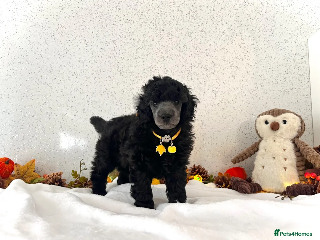 Miniature Poodle dogs for sale: 🌟RARE Silver Miniature Poodle Puppies DNA CLEAR🌟 - Advert 2