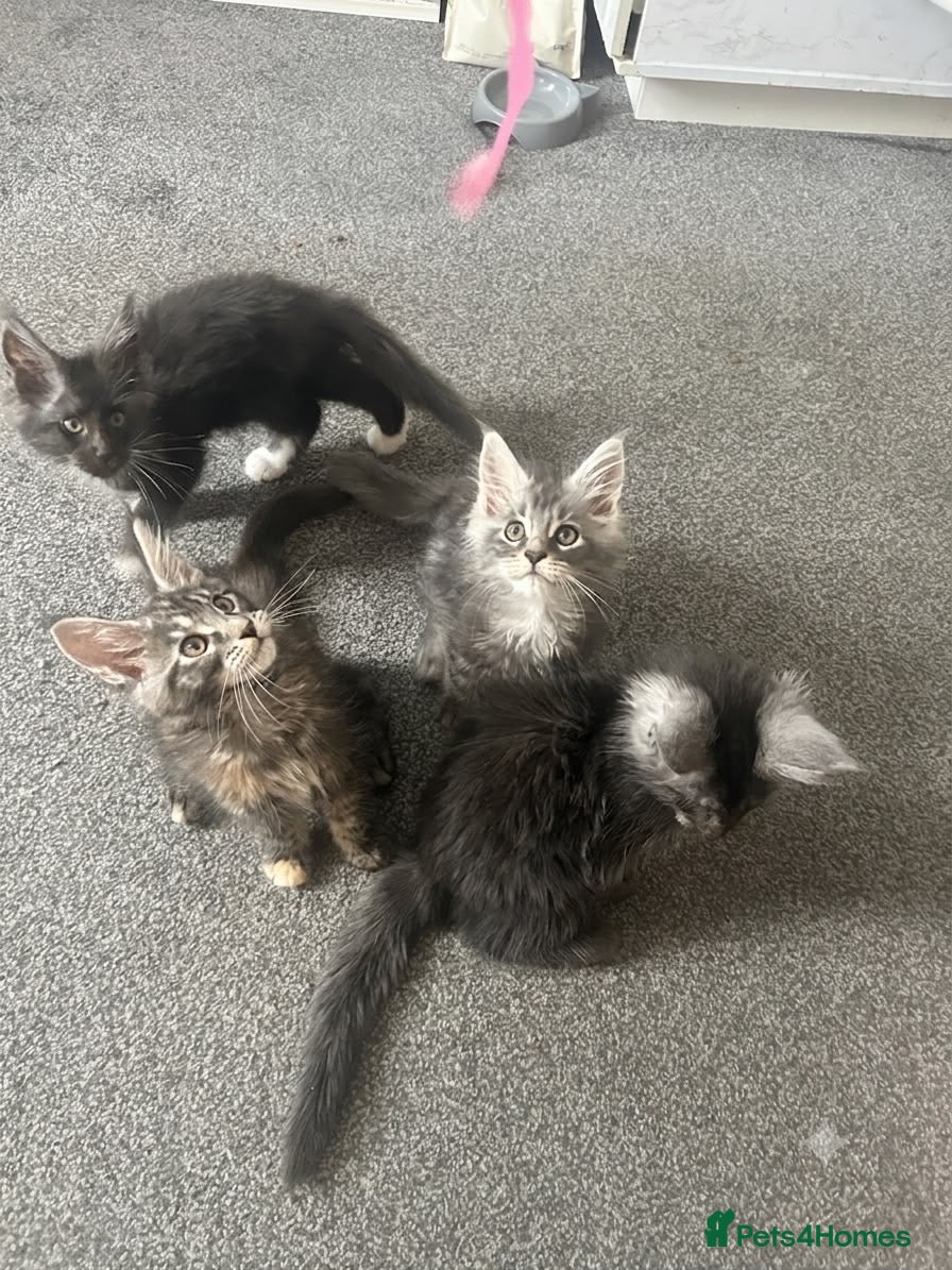 Maine Coon cats Stunning Maincoon kittens/ready from July 11th - Advert 1